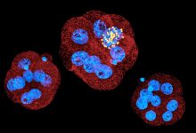 Photo of Биология и технологии: новые горизонты