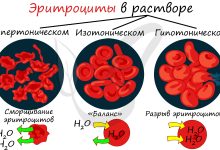Photo of Химические реакции в клетках