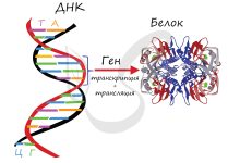 Photo of Биология и генетика человека