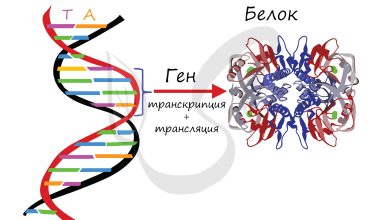 Photo of Биология и генетика человека