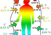 Photo of Химические элементы в организме