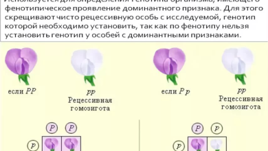 Photo of Генетика: основа жизни на Земле