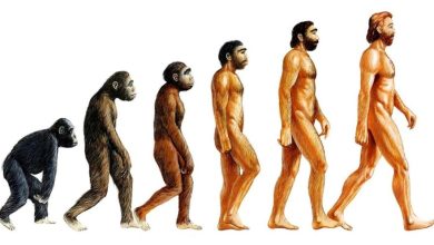 Photo of Эволюция и биология: становление видов